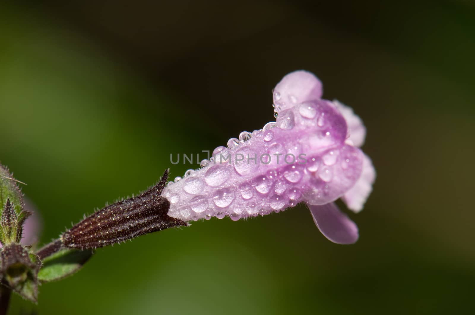 Flower of sage (Salvia officinalis) covered of dew drops. by VictorSuarez