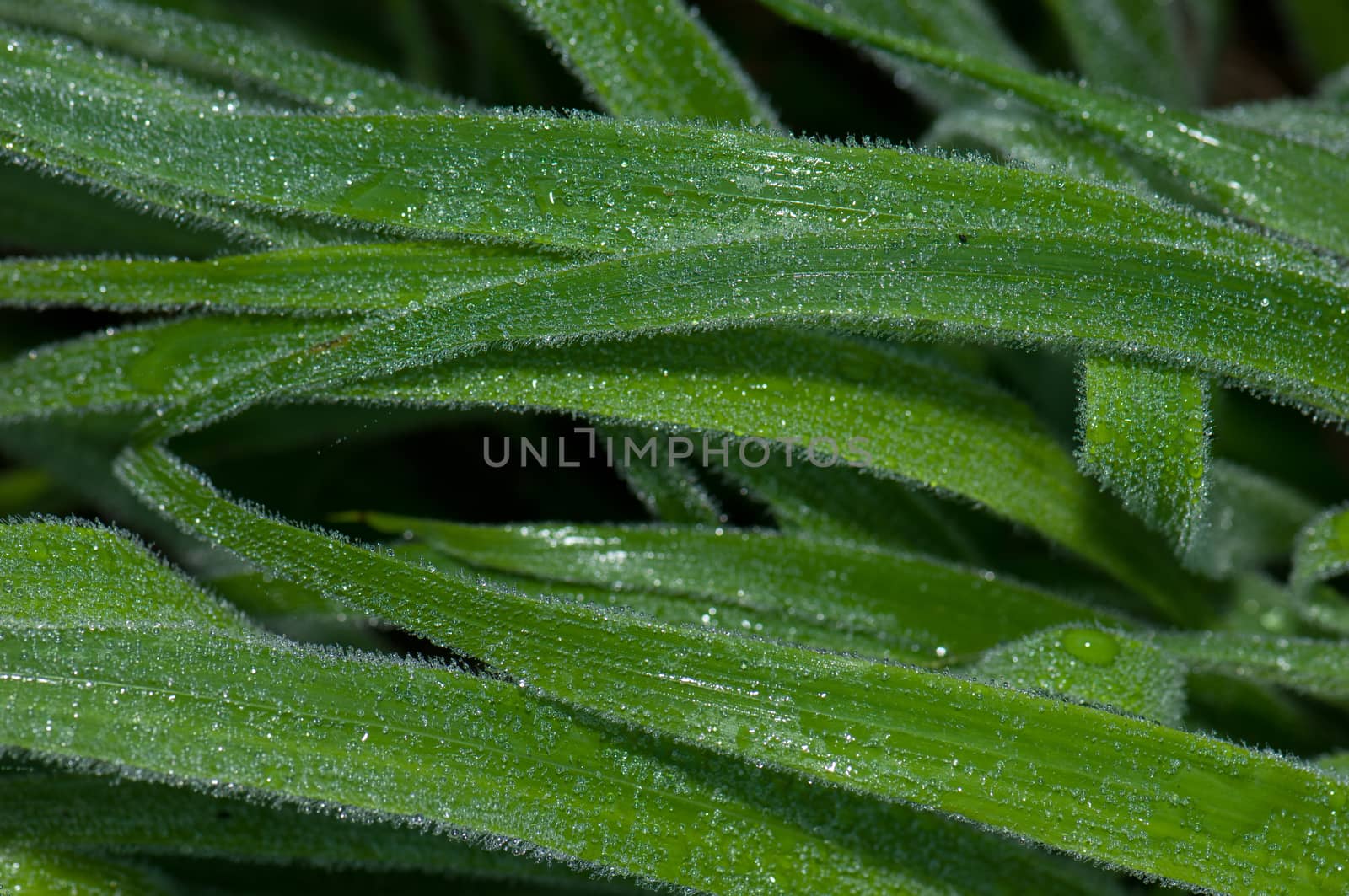 Leaves. Integral Natural Reserve of Mencafete. Frontera. El Hierro. Canary Islands. Spain.