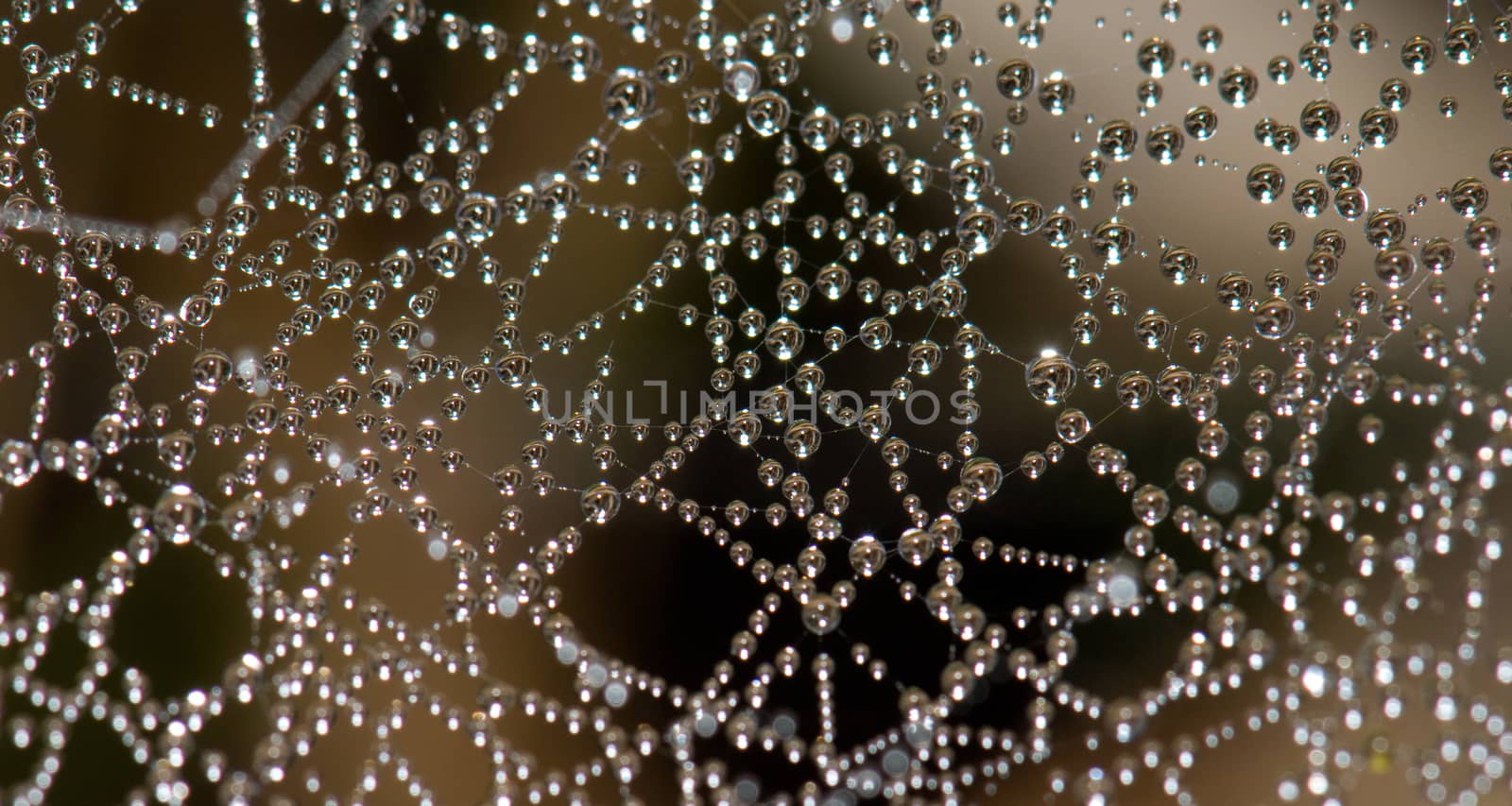 Dew drops  on a spider web. Integral Natural Reserve of Mencafete. Frontera. El Hierro. Canary Islands. Spain.