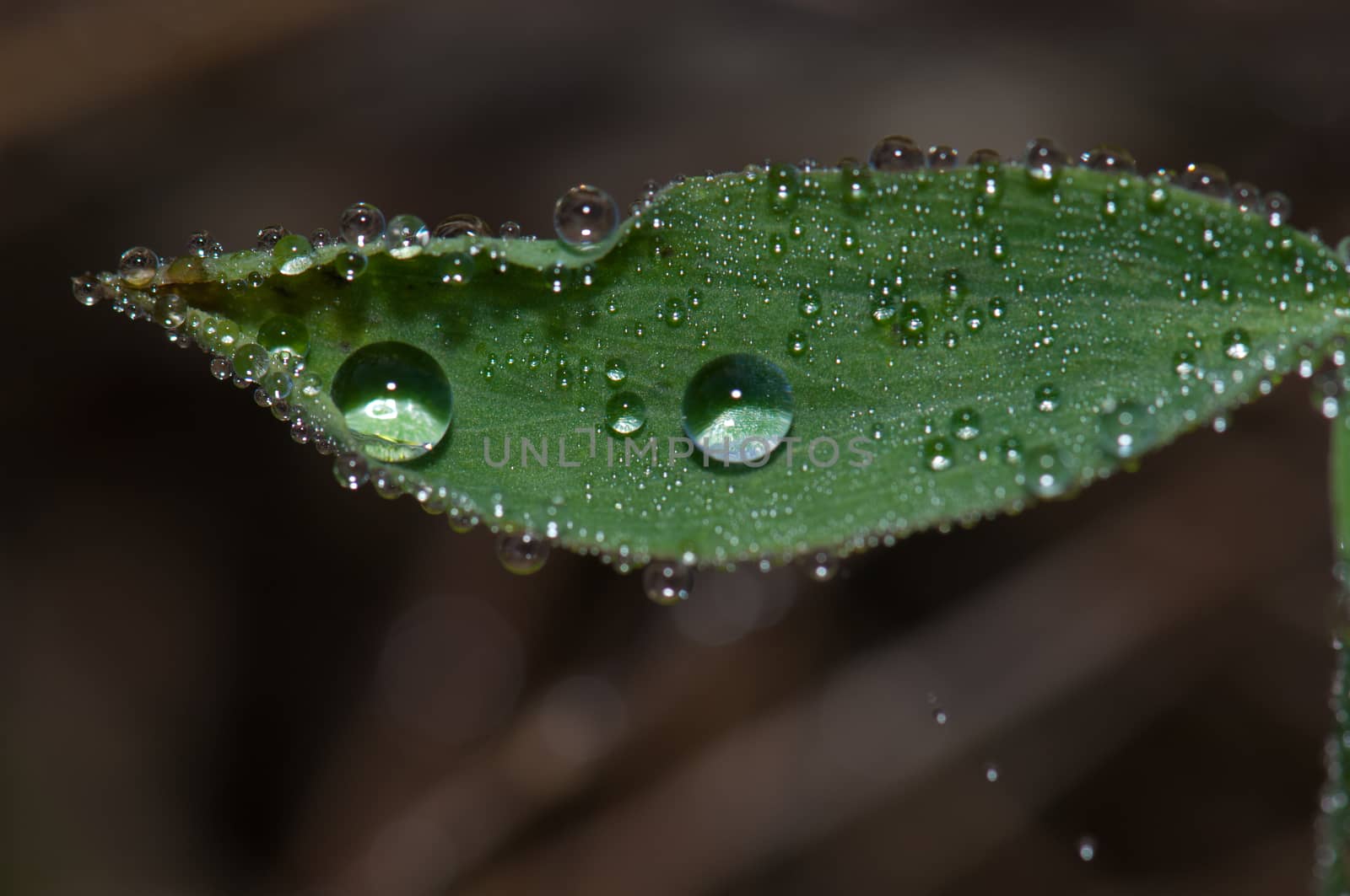 Leaf covered with dew drops. Integral Natural Reserve of Mencafete. Frontera. El Hierro. Canary Islands. Spain.