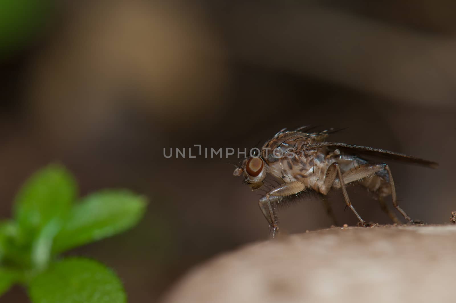 Fruit fly (Acanthiophilus sp.). Integral Natural Reserve of Mencafete. Frontera. El Hierro. Canary Islands. Spain.