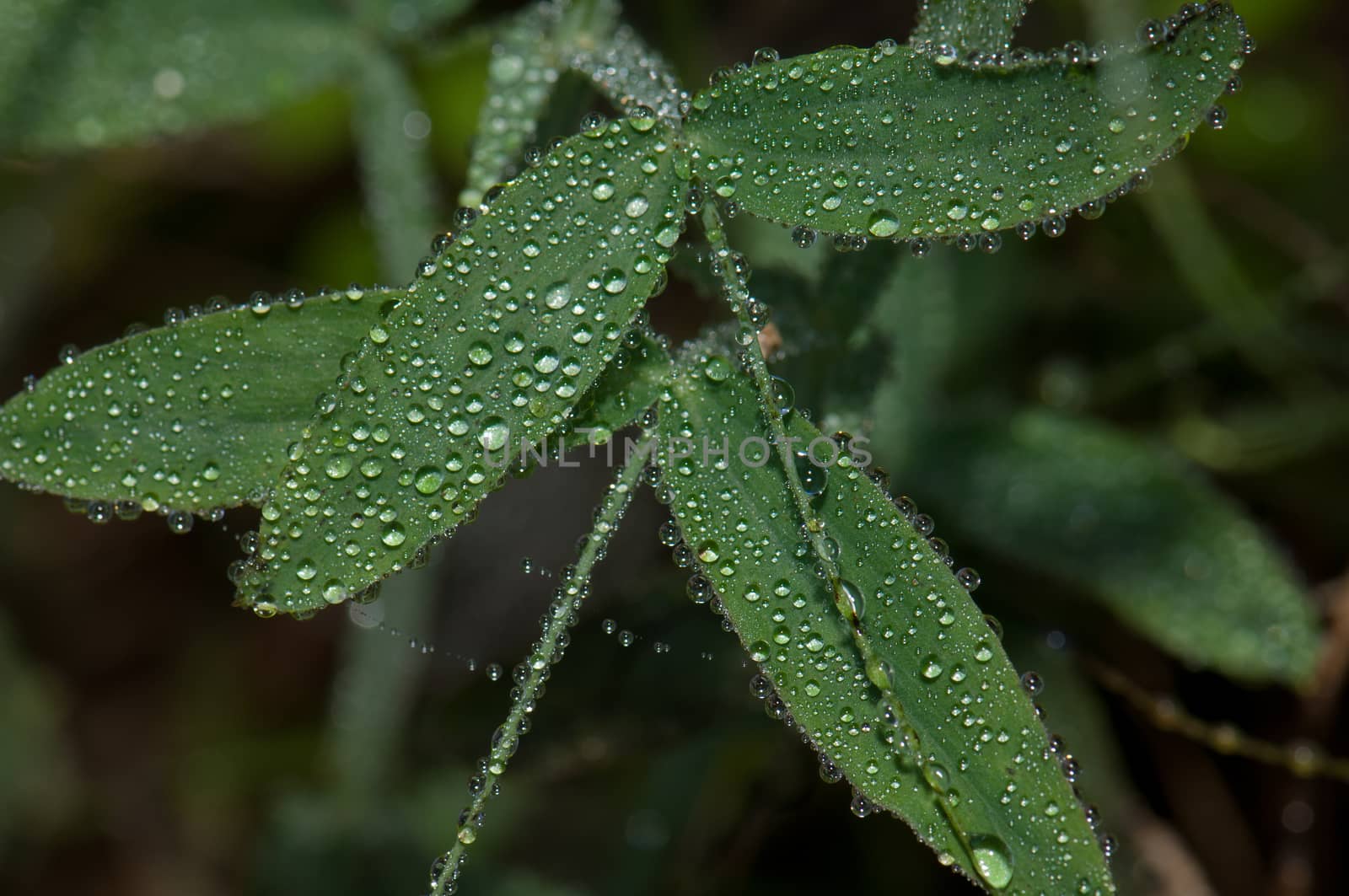 Leaves covered with dew drops. by VictorSuarez