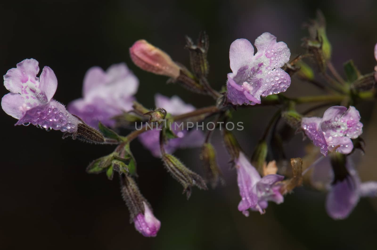 Flowers of sage (Salvia officinalis) covered of dew drops. by VictorSuarez