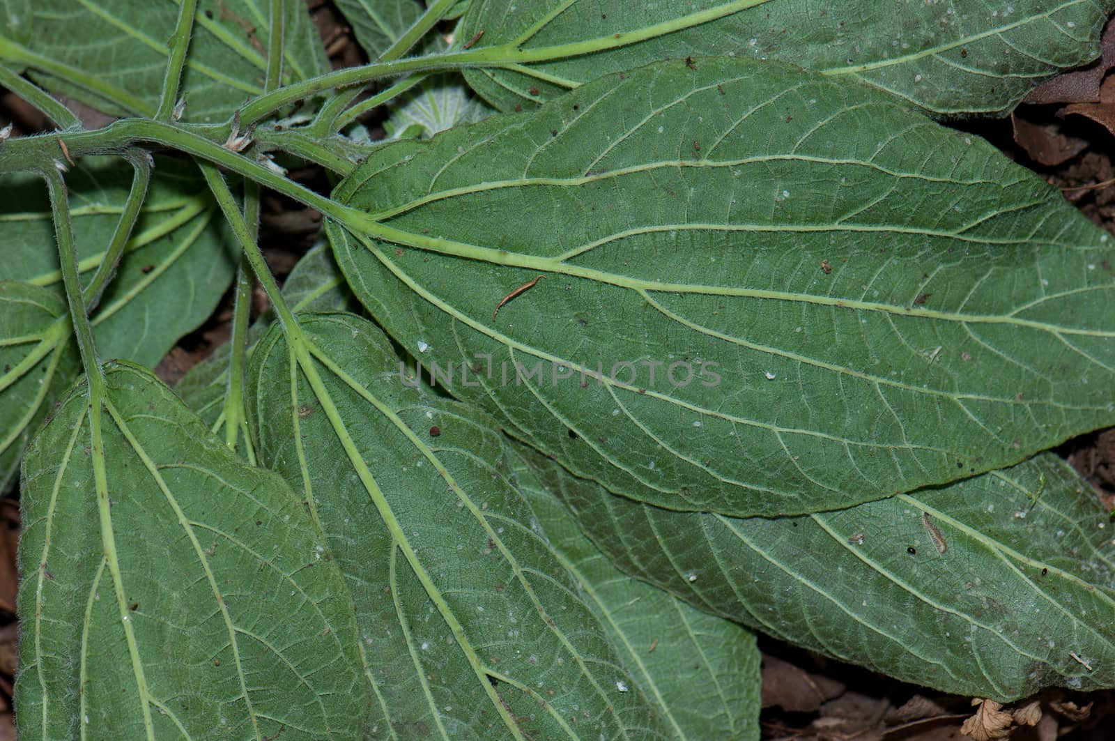 Wild plant leaves on the underside view. Integral Natural Reserve of Mencafete. Frontera. El Hierro. Canary Islands. Spain.