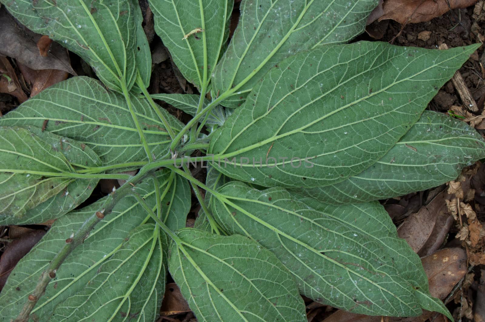 Wild plant leaves on the underside view. Integral Natural Reserve of Mencafete. Frontera. El Hierro. Canary Islands. Spain.