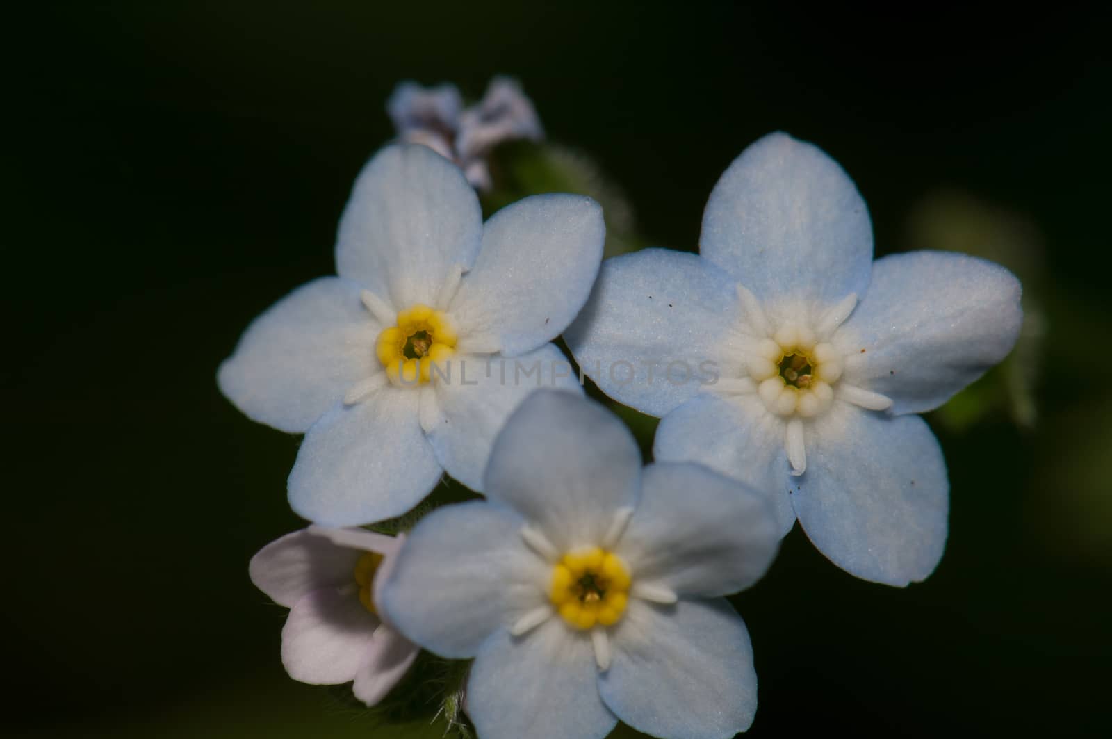 Flowers of broadleaf forget-me-not. by VictorSuarez