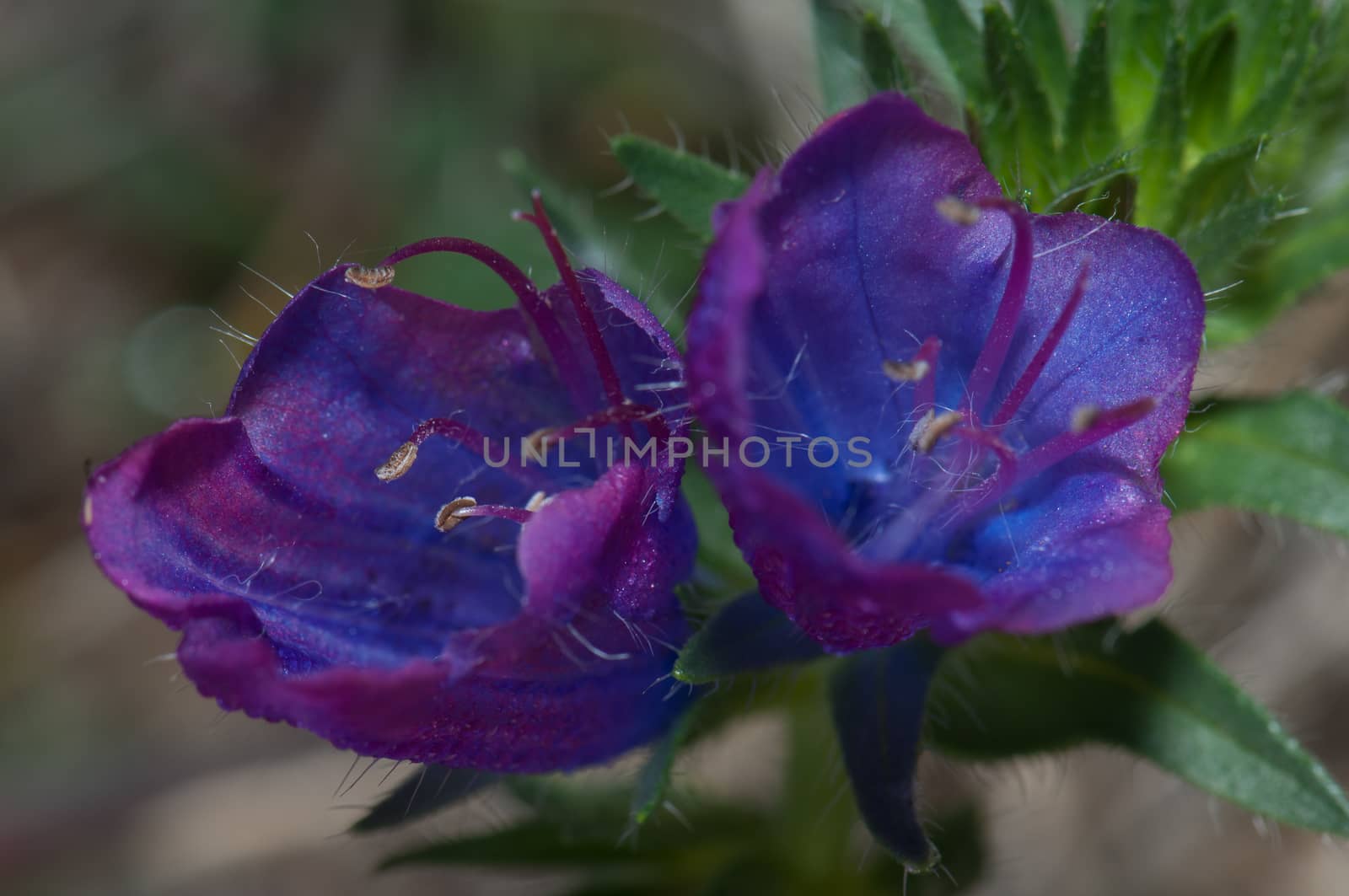 Flowers of purple viper's bugloss by VictorSuarez