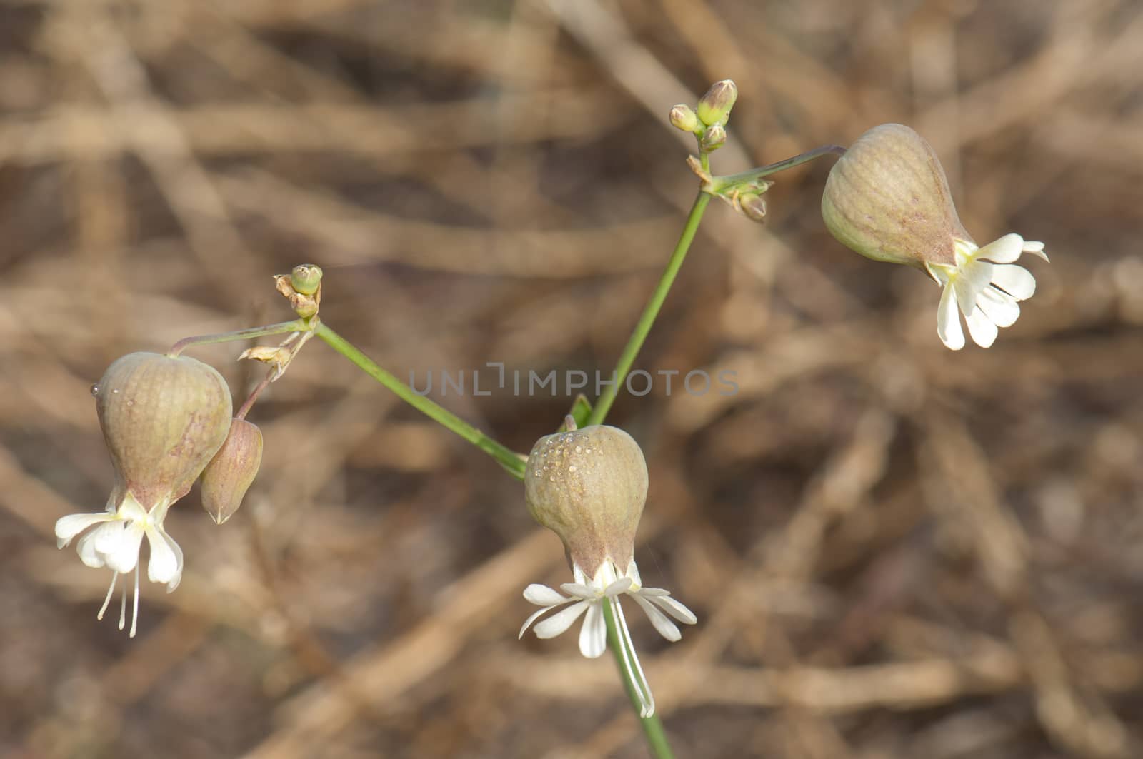 Flowers of bladder campion. by VictorSuarez