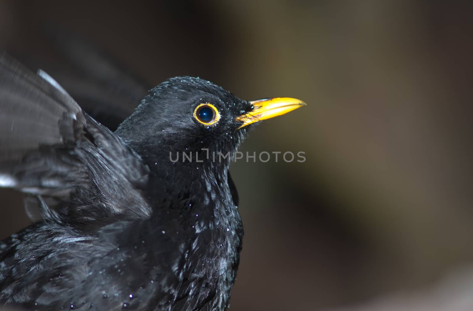 Blackbird (Turdus merula cabrerae). Male flapping his wings. La Llania. Valverde. El Hierro. Canary Islands. Spain.