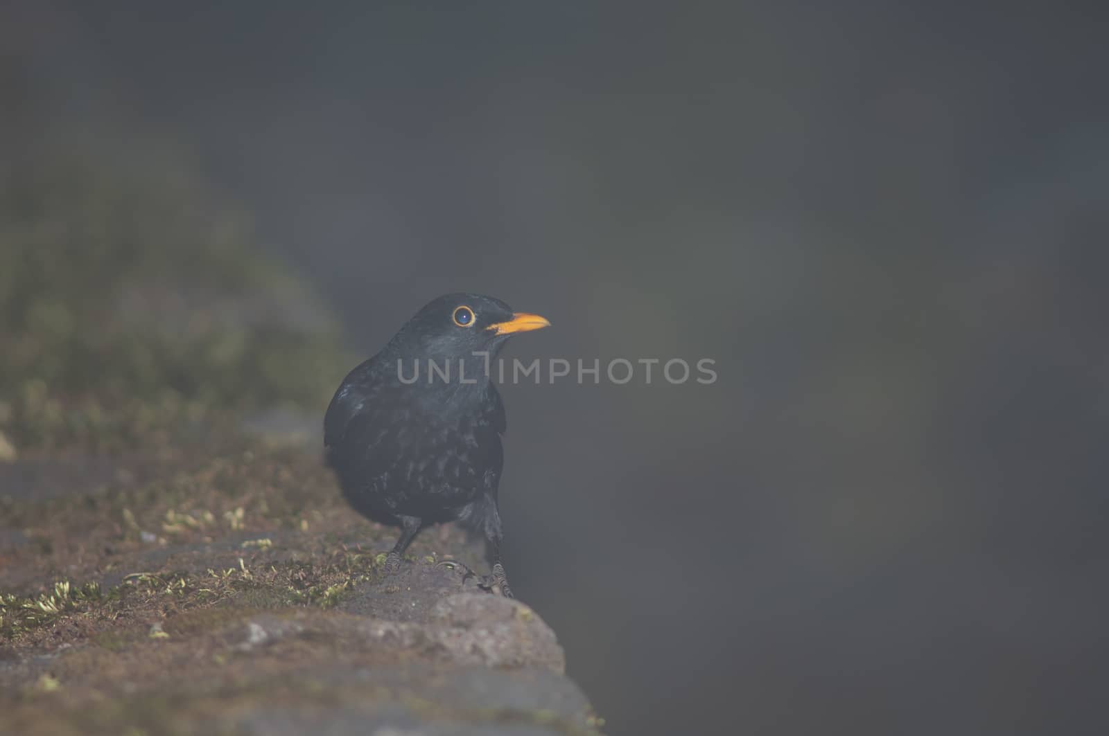 Blackbird (Turdus merula cabrerae). Male. La Llania. Valverde. El Hierro. Canary Islands. Spain.