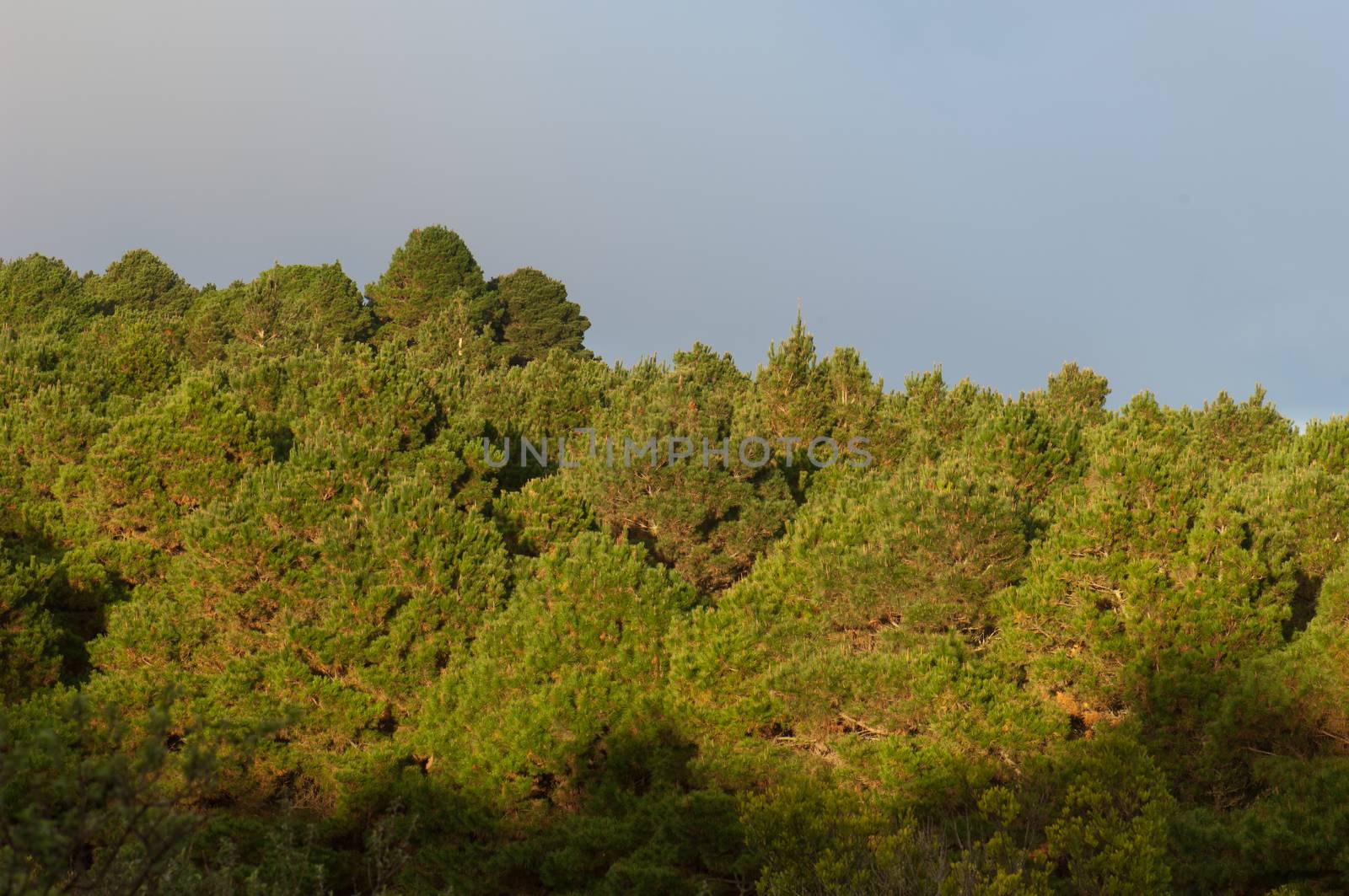 Forest of Aleppo pine. by VictorSuarez