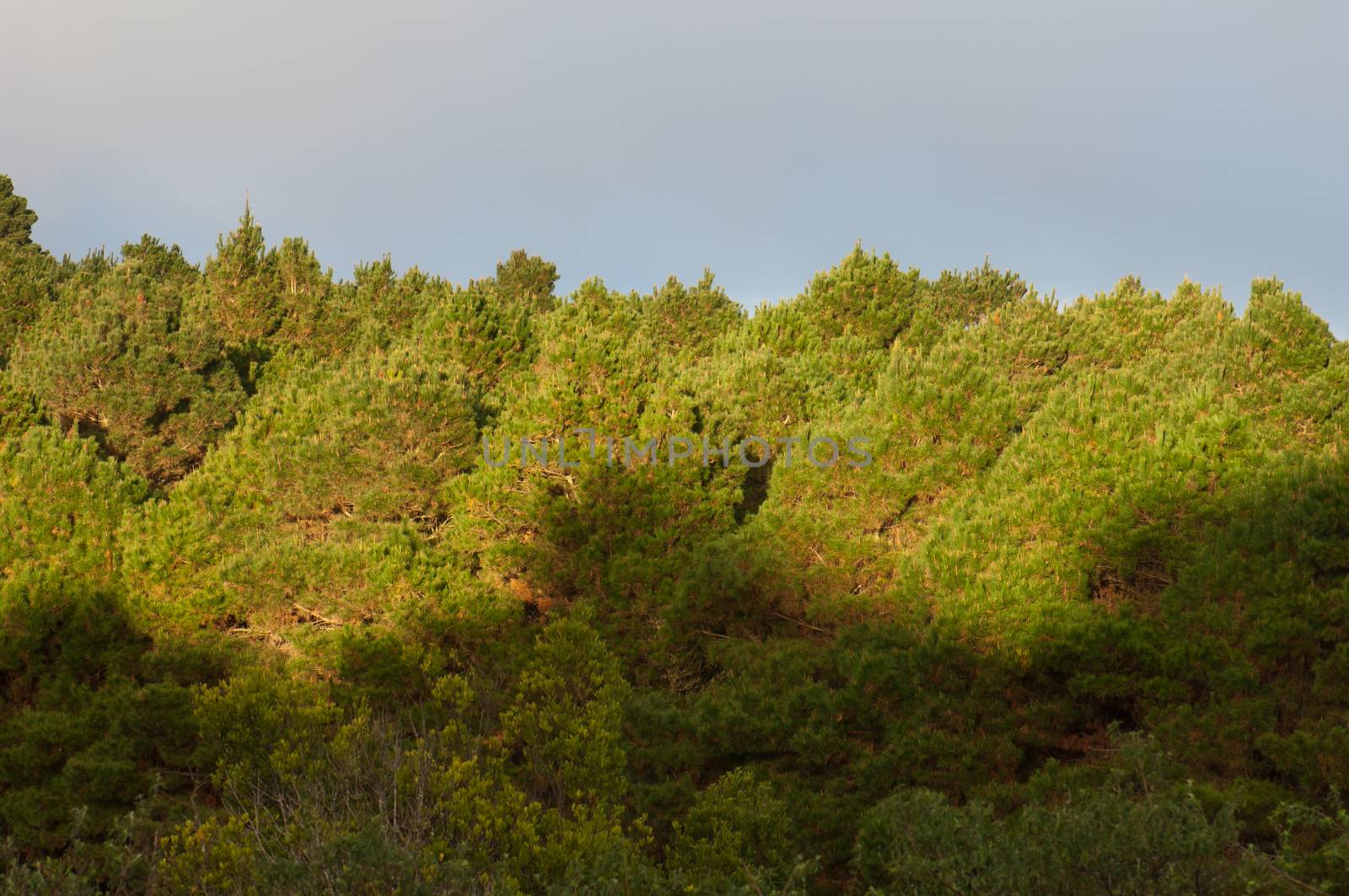 Forest of Aleppo pine (Pinus halepensis). Valverde. El Hierro. Canary Islands. Spain.