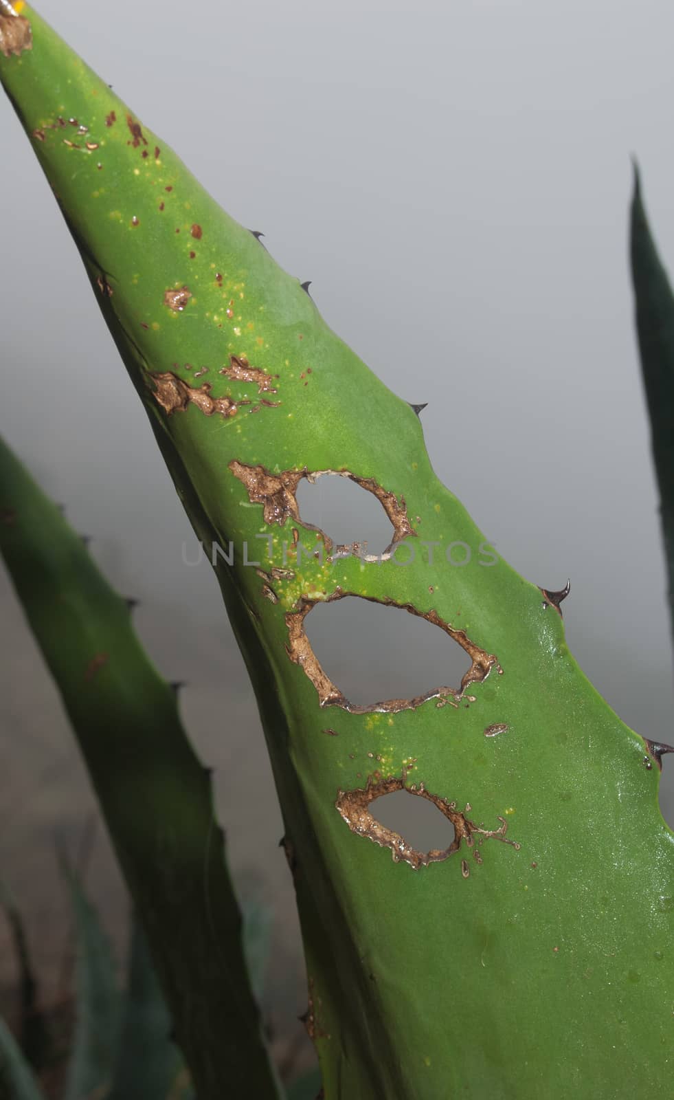 American Agave (Agave americana) leaf with holes. Valverde. El Hierro. Canary Islands. Spain.