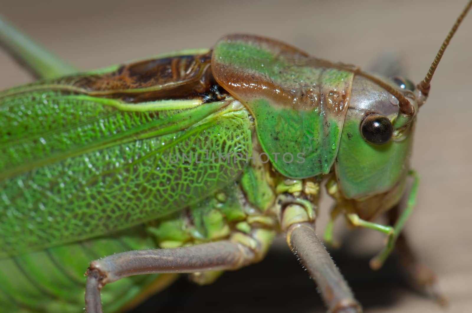 Gran Canaria green bush-cricket. by VictorSuarez