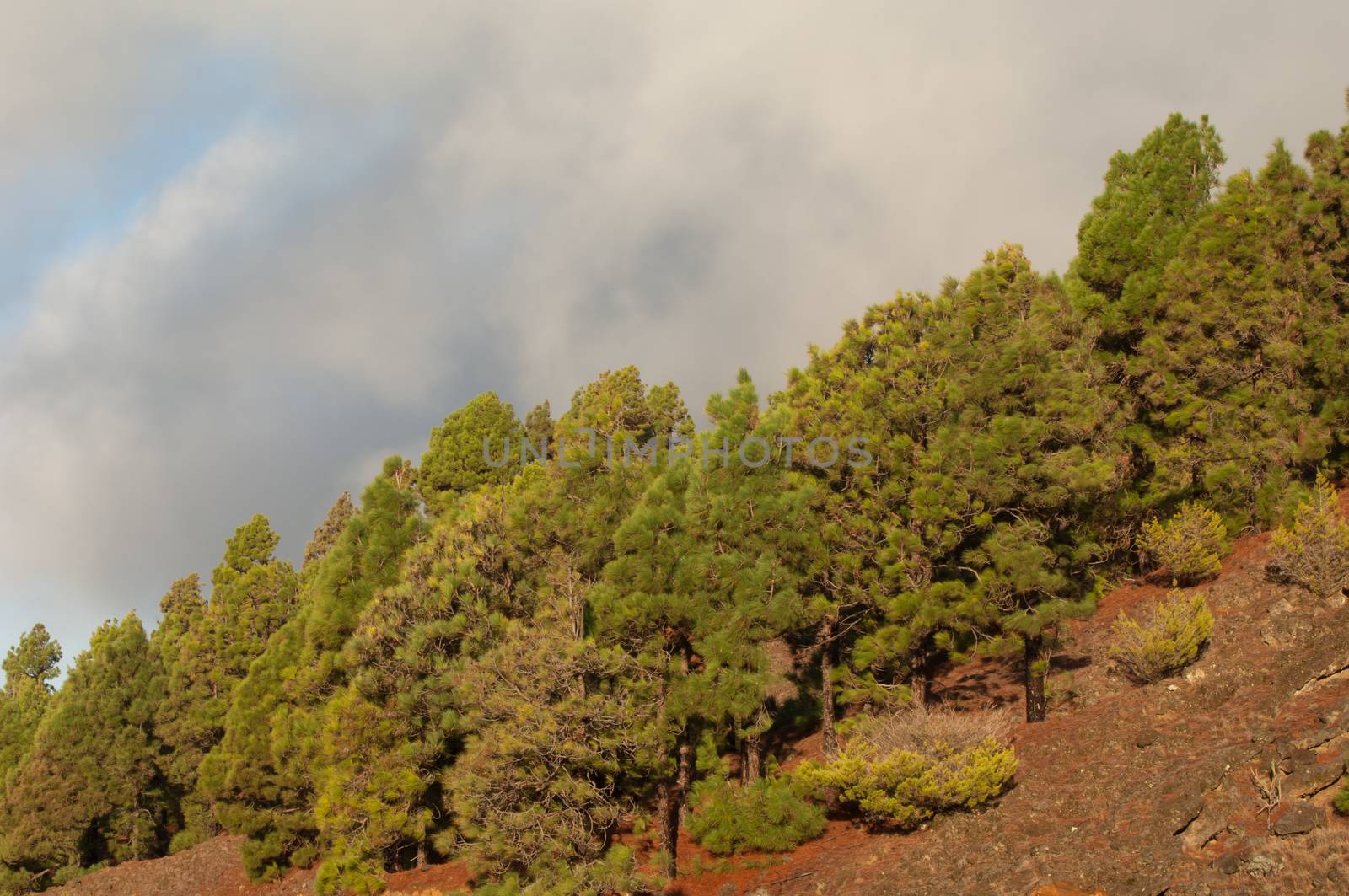 Forest of Canary Island pine. by VictorSuarez