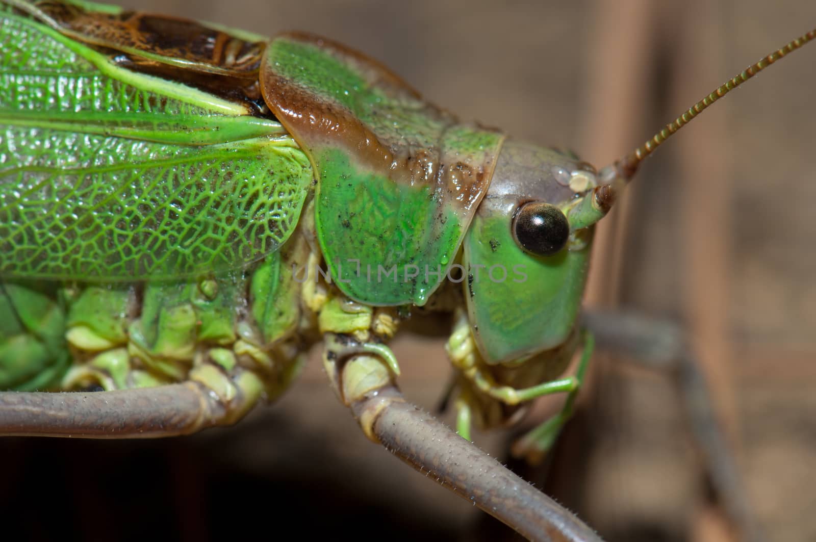 Gran Canaria green bush-cricket. by VictorSuarez