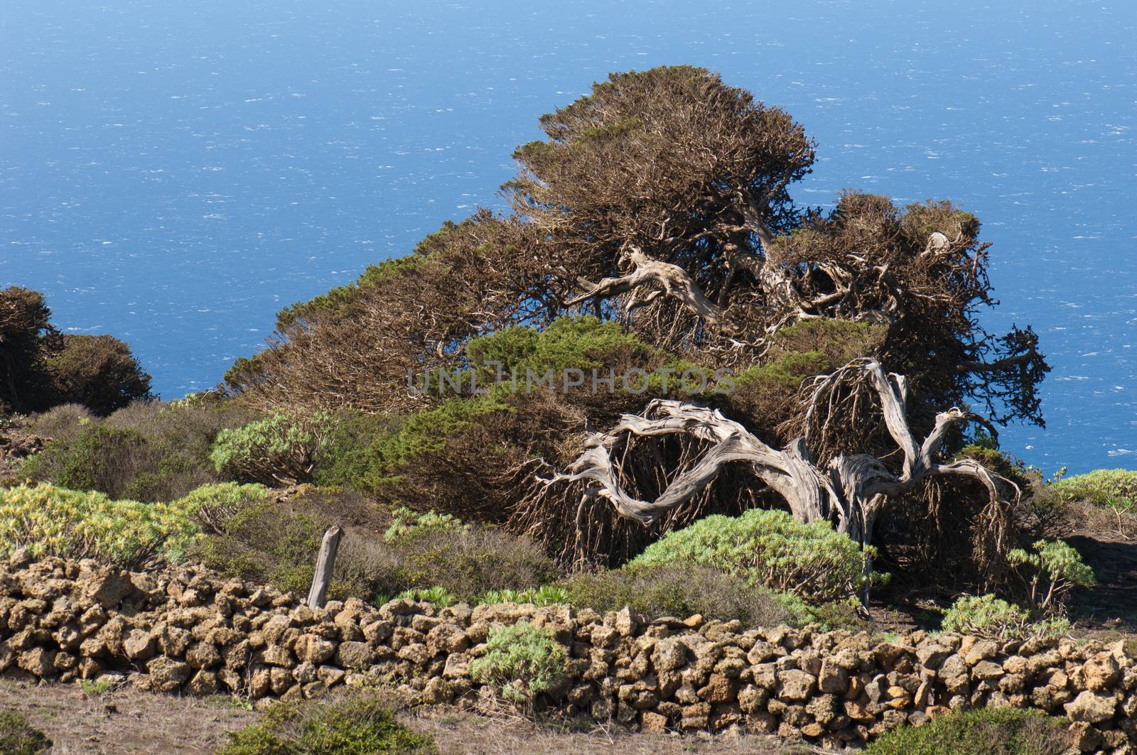 Junipers (Juniperus turbinata canariensis) twisted by the wind. La Dehesa. Frontera Rural Park. El Hierro. Canary Islands. Spain.