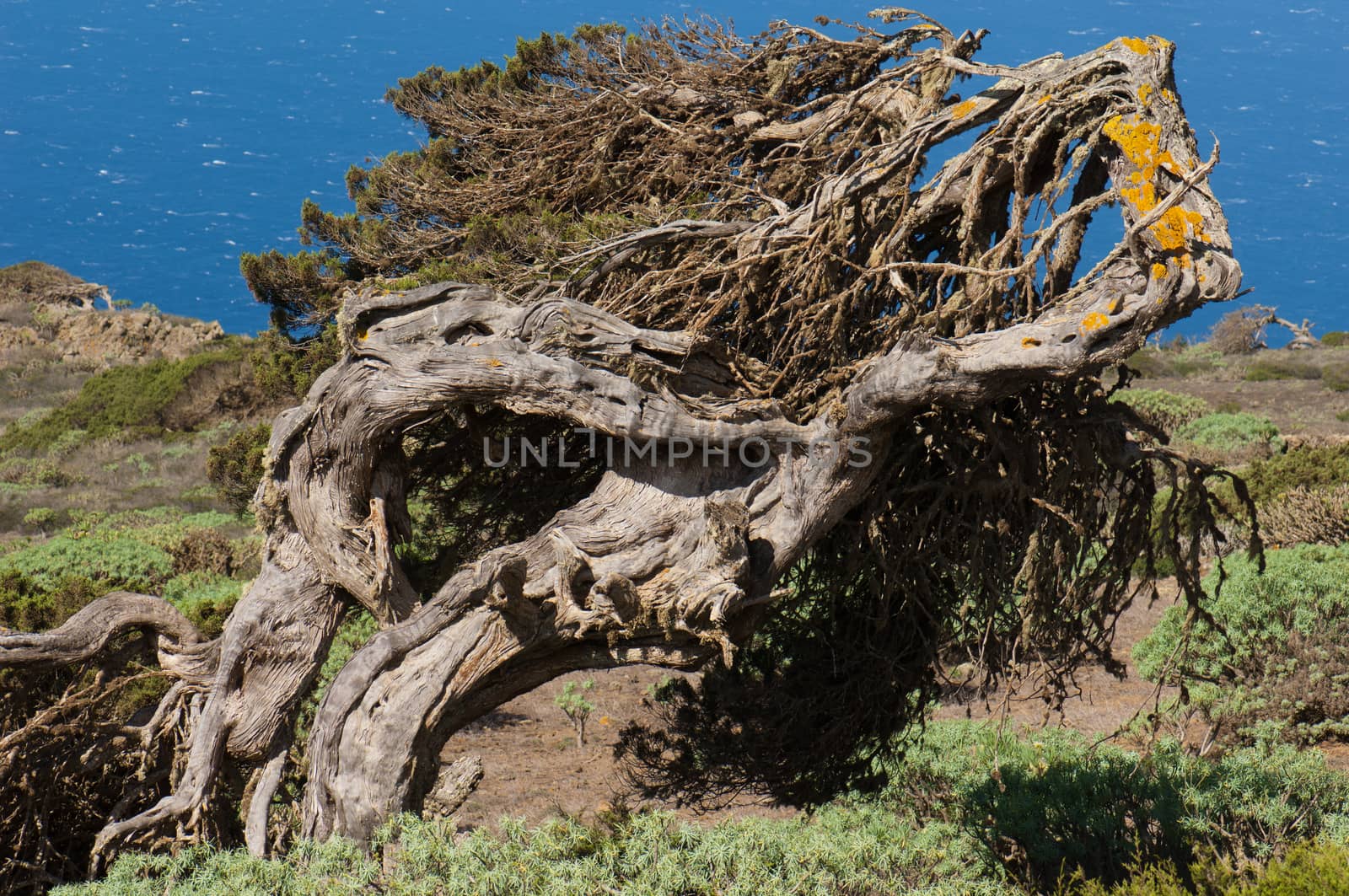 Juniper (Juniperus turbinata canariensis) twisted by the wind. by VictorSuarez