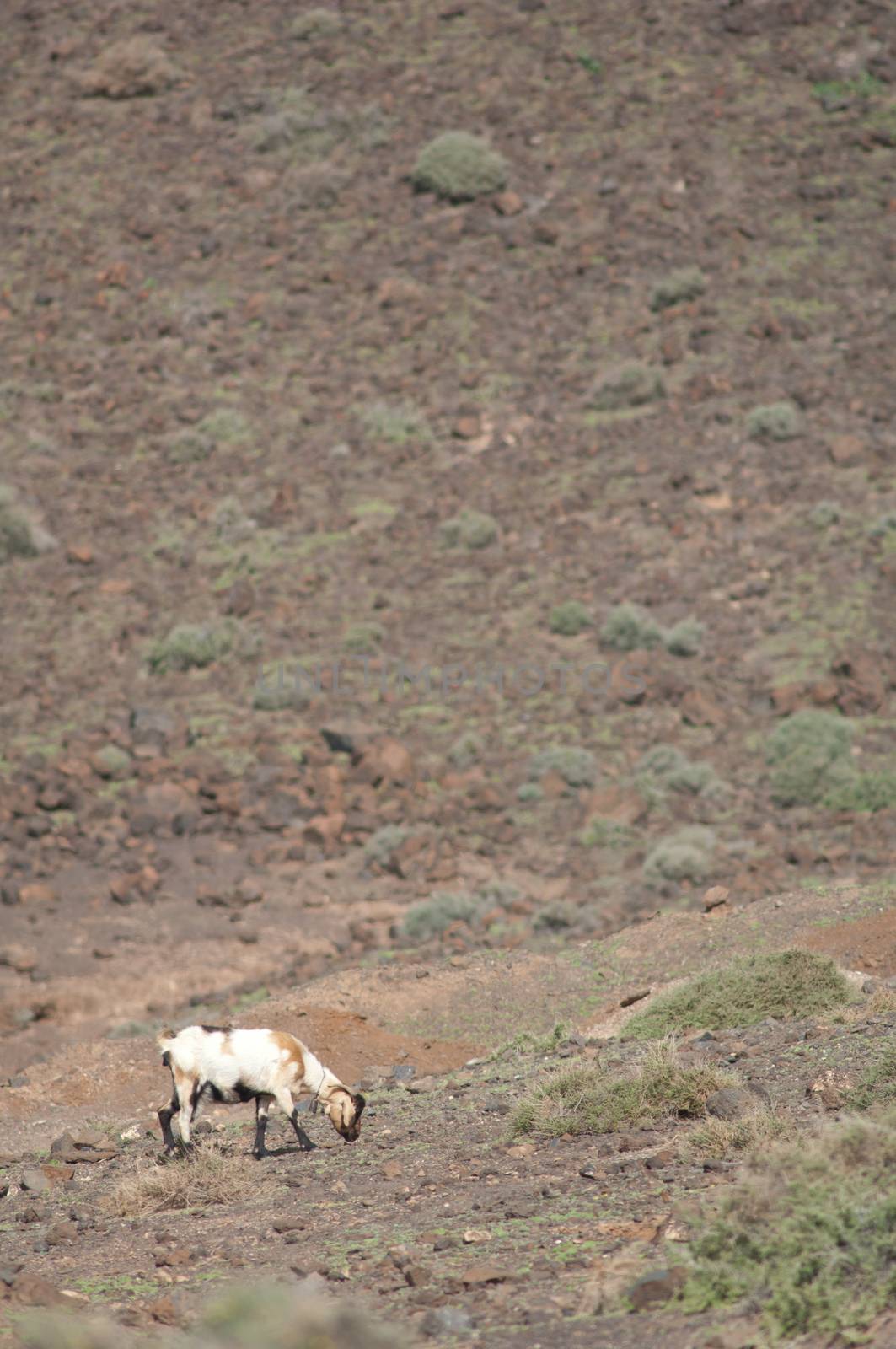 Goat (Capra aegagrus hircus) feeding. by VictorSuarez