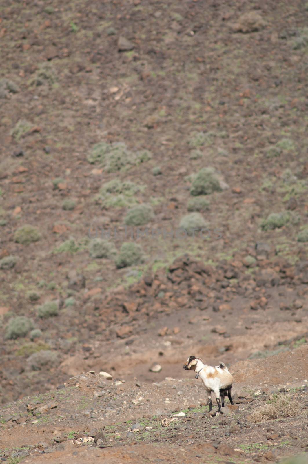 Goat (Capra aegagrus hircus). Jandia. Fuerteventura. Canary Islands. Spain.