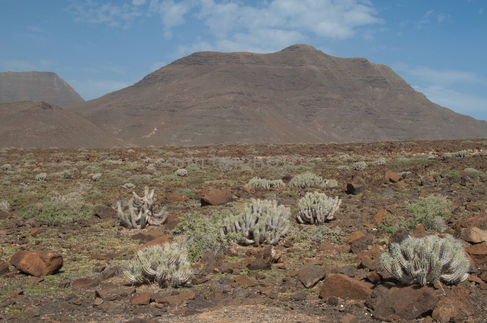 Landscape with Jandia thistles (Euphorbia handiensis). Jandia. Fuerteventura. Canary Islands. Spain.