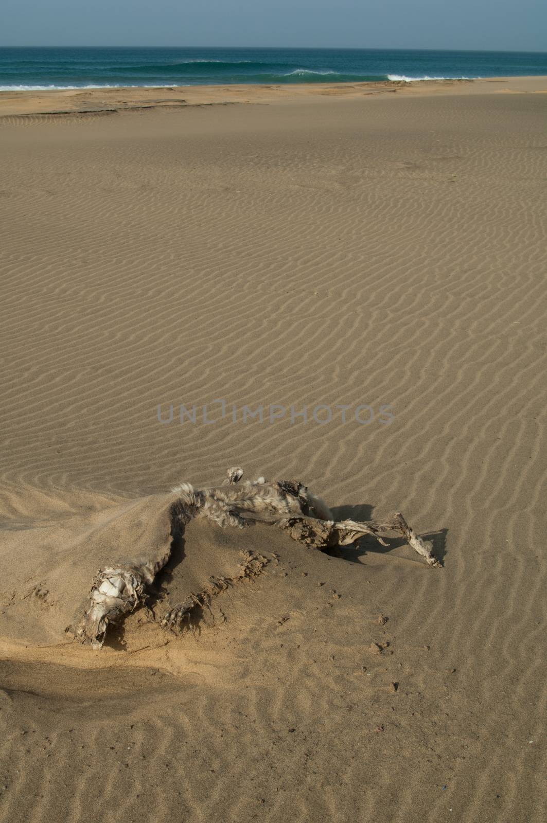 Skeleton of goat (Capra aegagrus hircus) in the sand. Cofete. Jandia. Fuerteventura. Canary Islands. Spain.