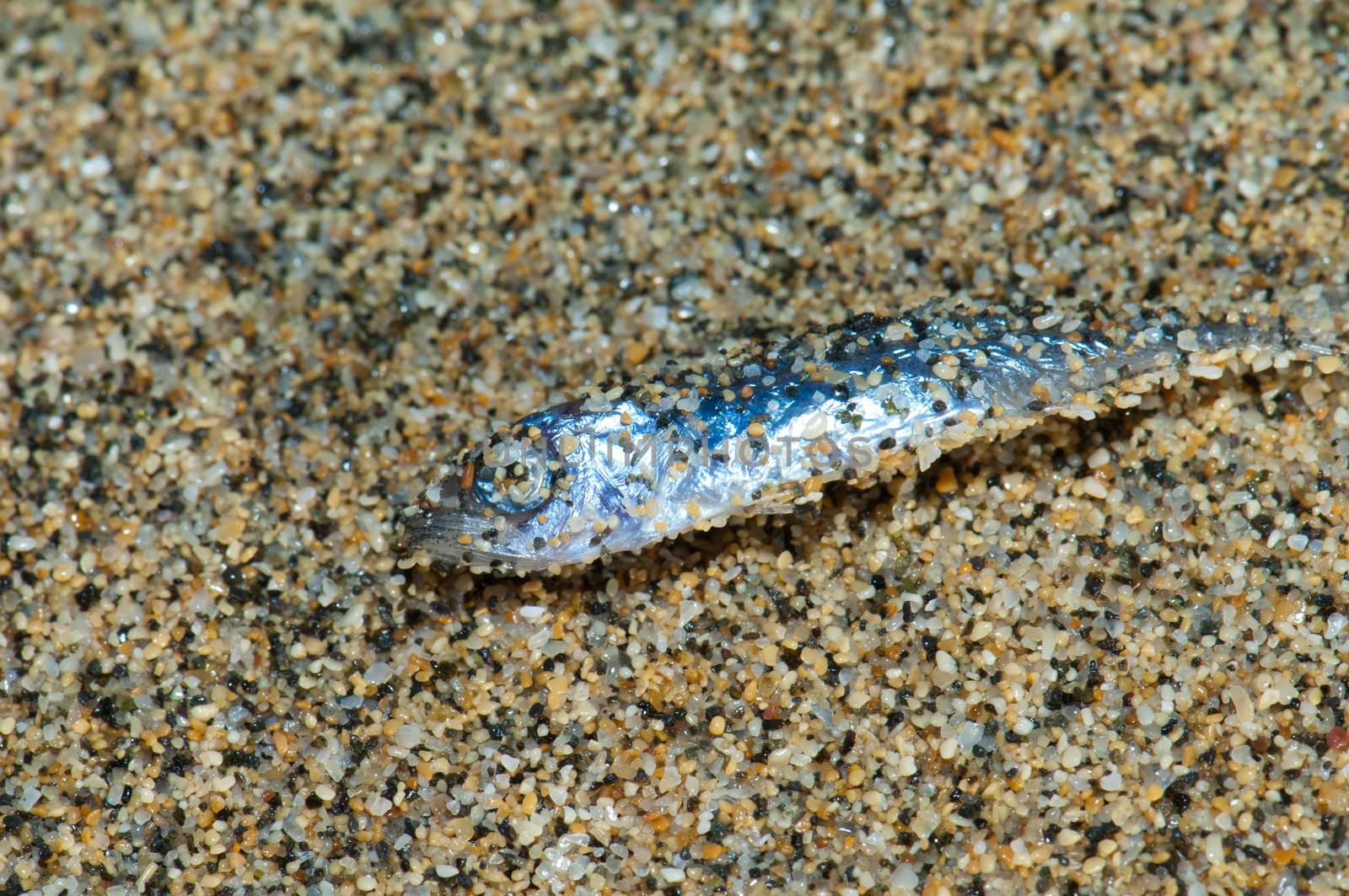 Dead Atlantic horse mackerel (Trachurus trachurus) wash up on shore. by VictorSuarez