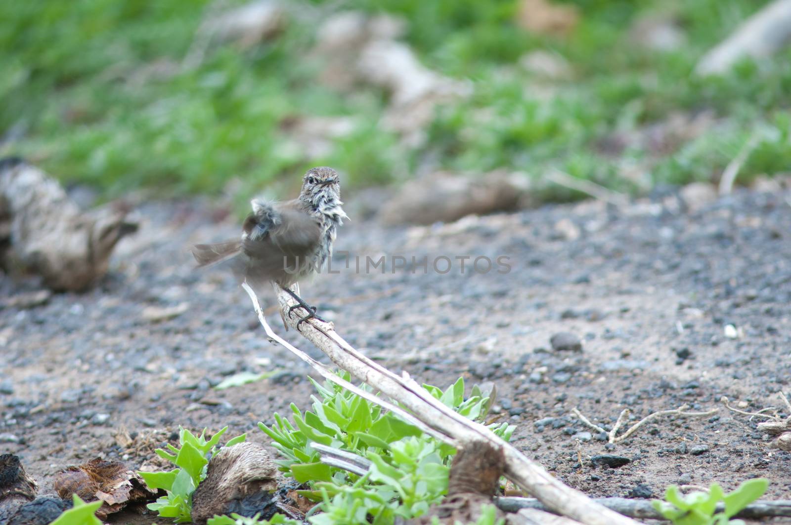 Canary Islands stonechat. by VictorSuarez