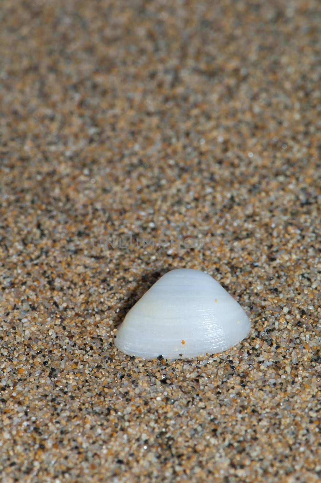 Shell of bivalve wash up on shore. by VictorSuarez