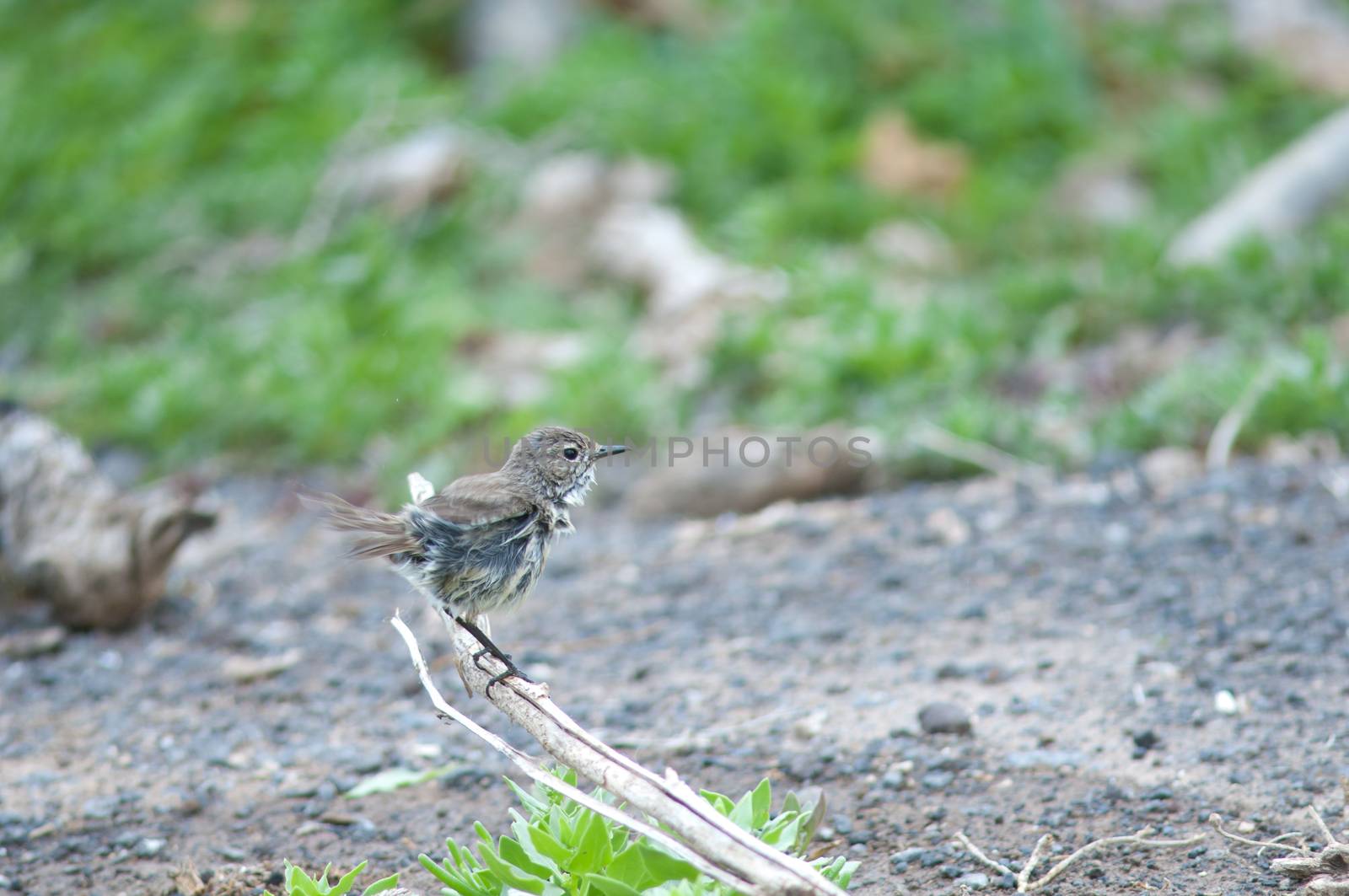 Canary Islands stonechat. by VictorSuarez