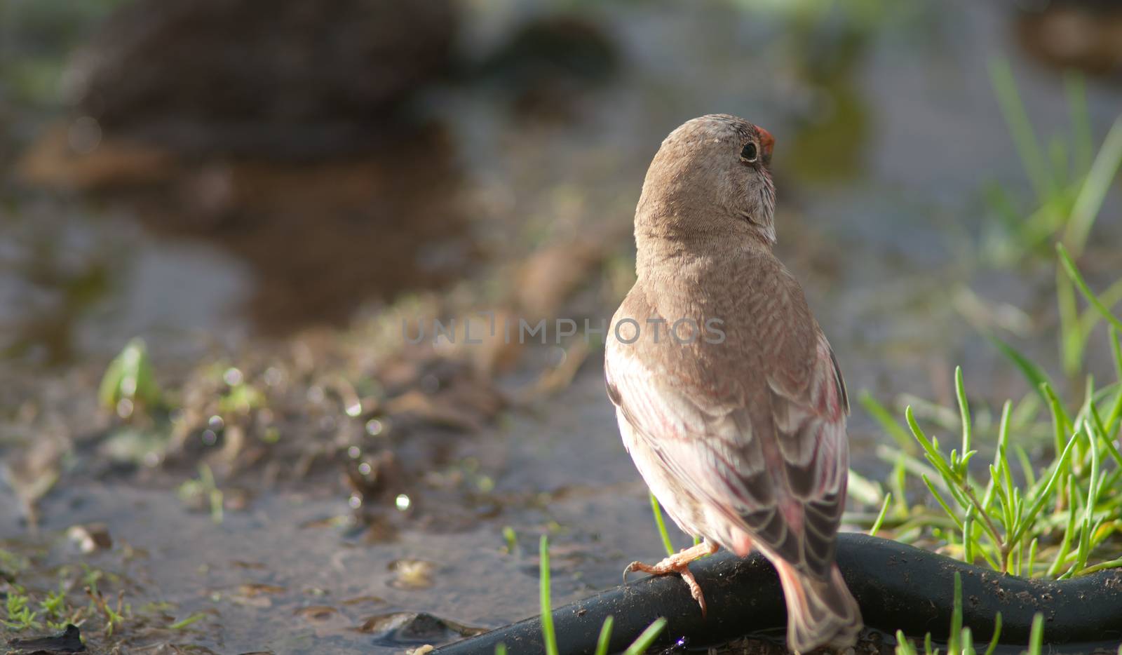 Trumpeter finch (Bucanetes githagineus amantum) drinking water. by VictorSuarez