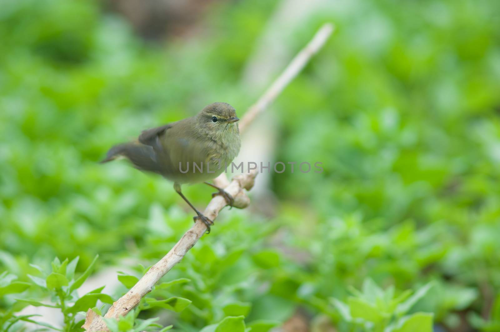 Canary Islands chiffchaff (Phylloscopus canariensis) flapping its wings (just bathed). The Joros Houses. Jandia peninsula. Pajara. Fuerteventura. Canary Islands. Spain.