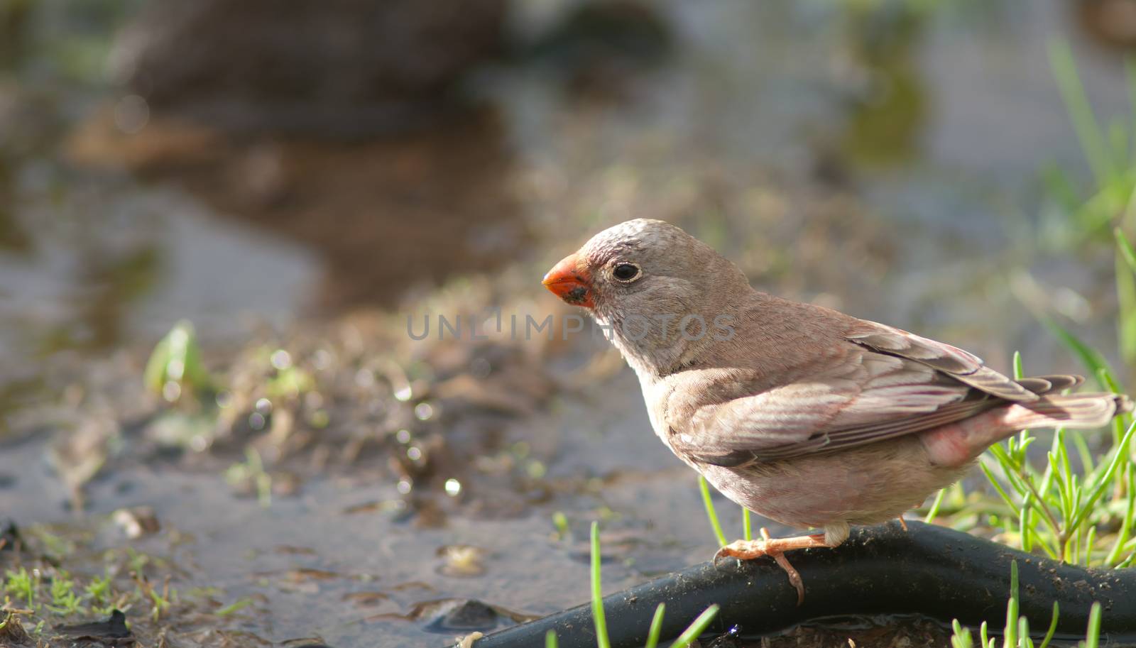 Trumpeter finch (Bucanetes githagineus amantum) drinking water. by VictorSuarez