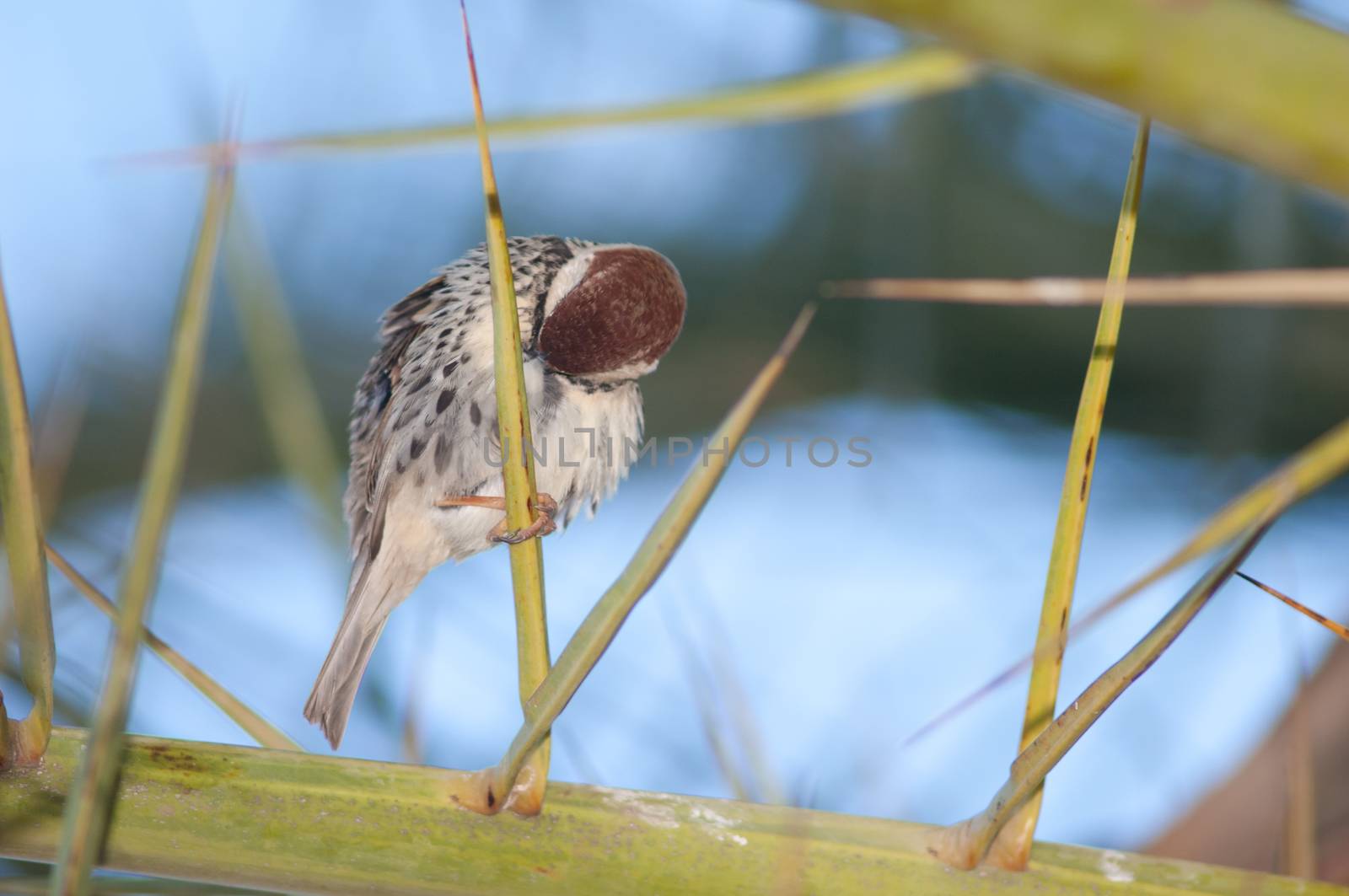 Spanish sparrow (Passer hispaniolensis). Male preening. Tuineje. Fuerteventura. Canary Islands. Spain.