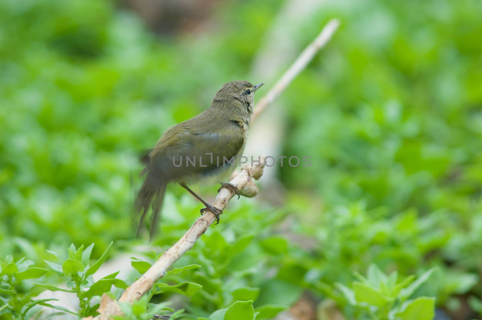 Canary Islands chiffchaff (Phylloscopus canariensis) flapping its wings (just bathed). by VictorSuarez
