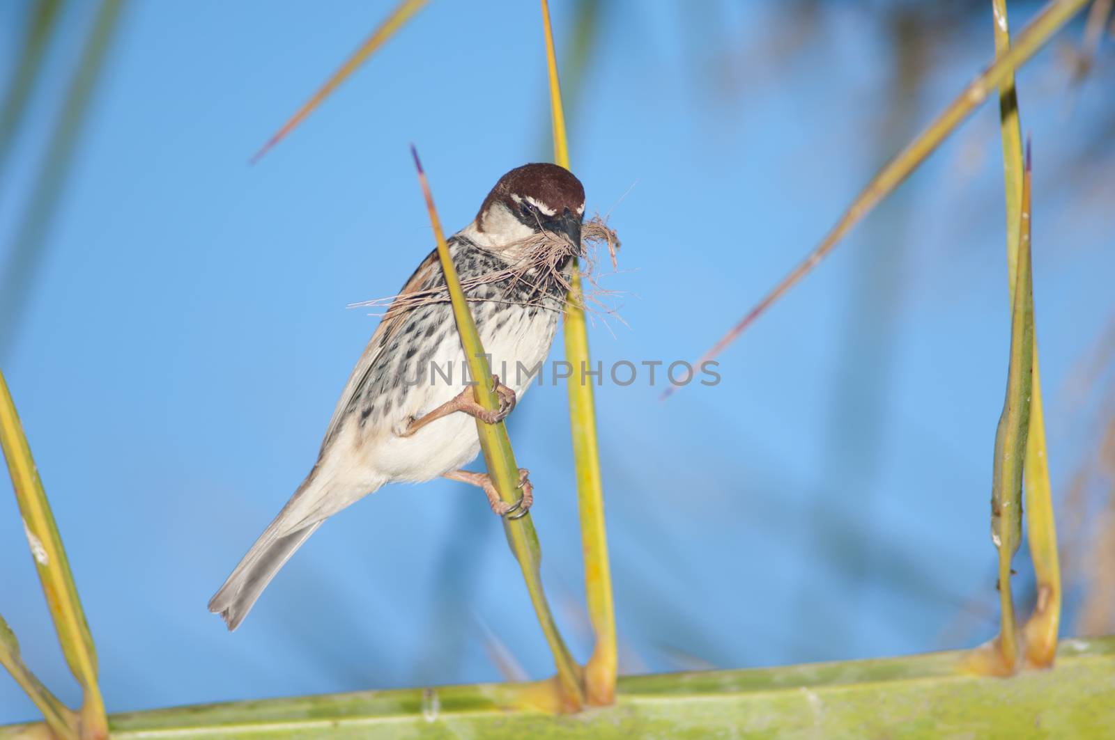 Spanish sparrow (Passer hispaniolensis). Male with nesting material. Tuineje. Fuerteventura. Canary Islands. Spain.