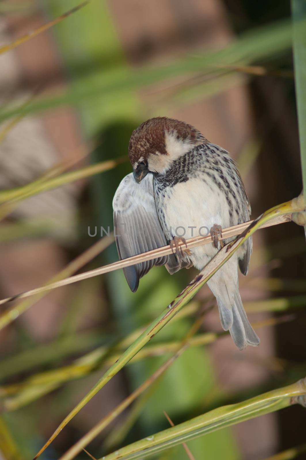 Spanish sparrow (Passer hispaniolensis). Male preening. Tuineje. Fuerteventura. Canary Islands. Spain.