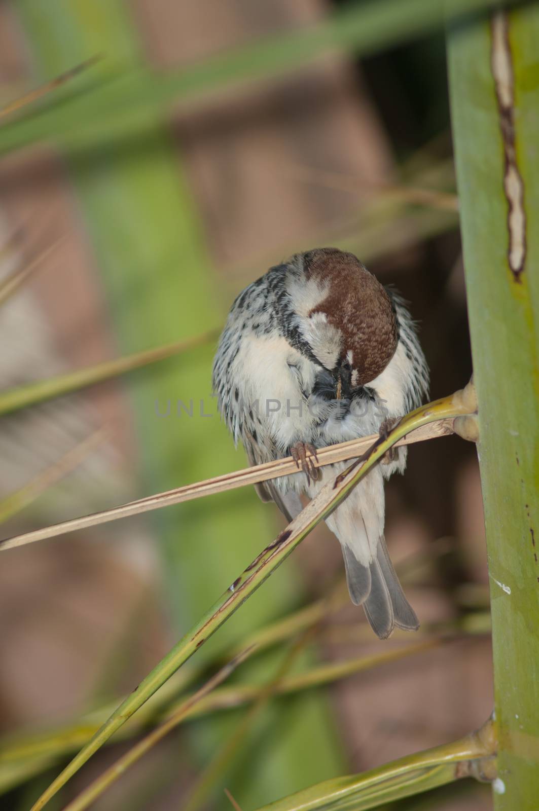 Spanish sparrow. by VictorSuarez