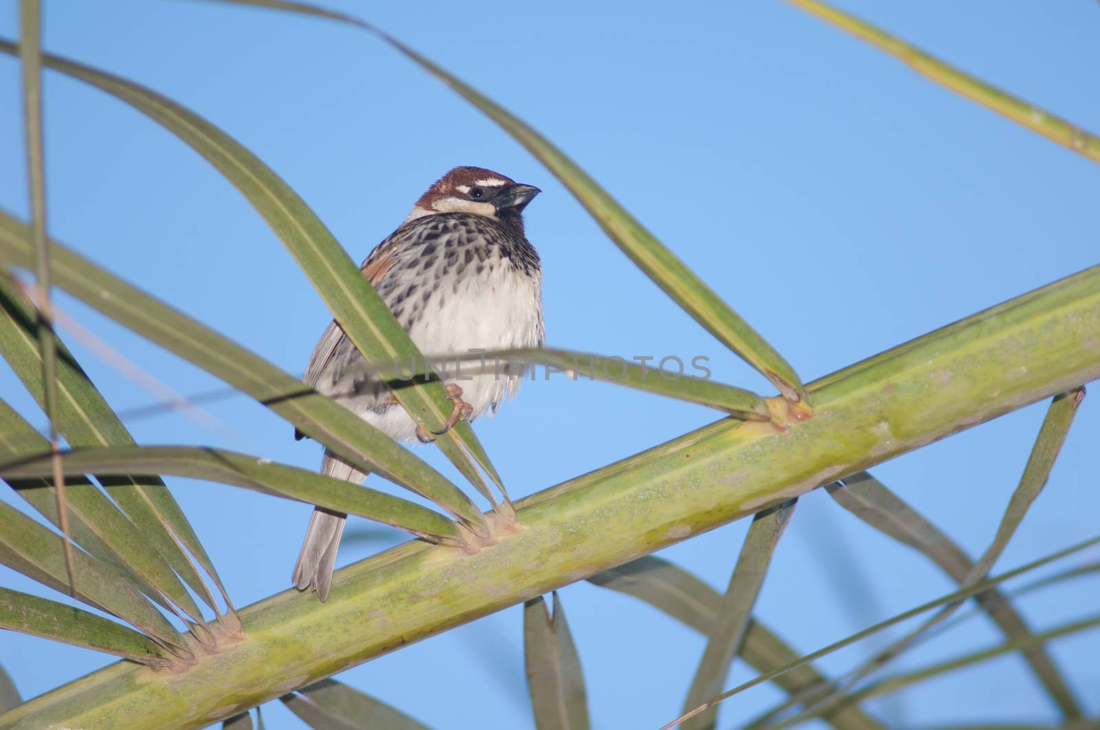 Spanish sparrow (Passer hispaniolensis). Male. Tuineje. Fuerteventura. Canary Islands. Spain.