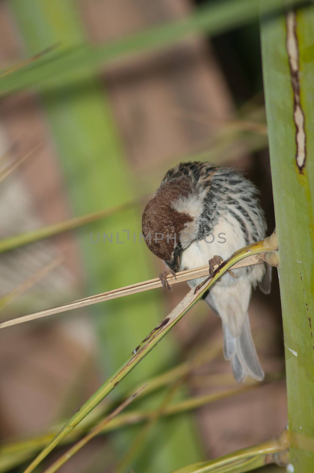 Spanish sparrow (Passer hispaniolensis). Male preening. Tuineje. Fuerteventura. Canary Islands. Spain.