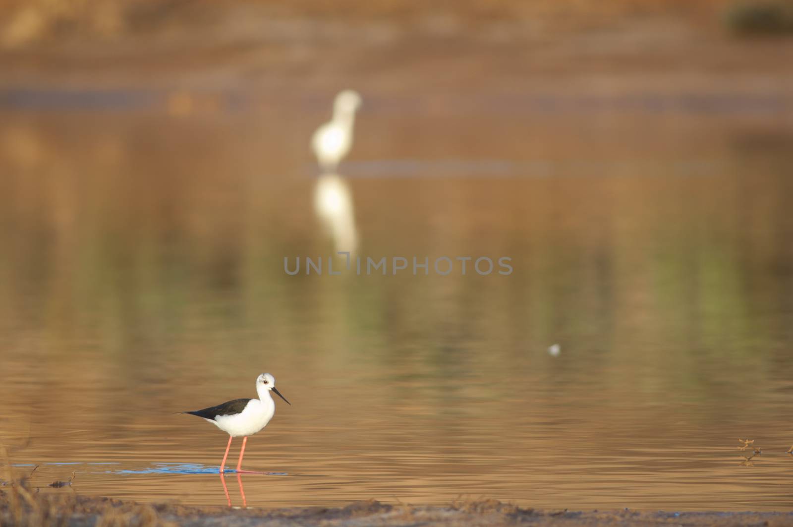 Black winged stilt. by VictorSuarez