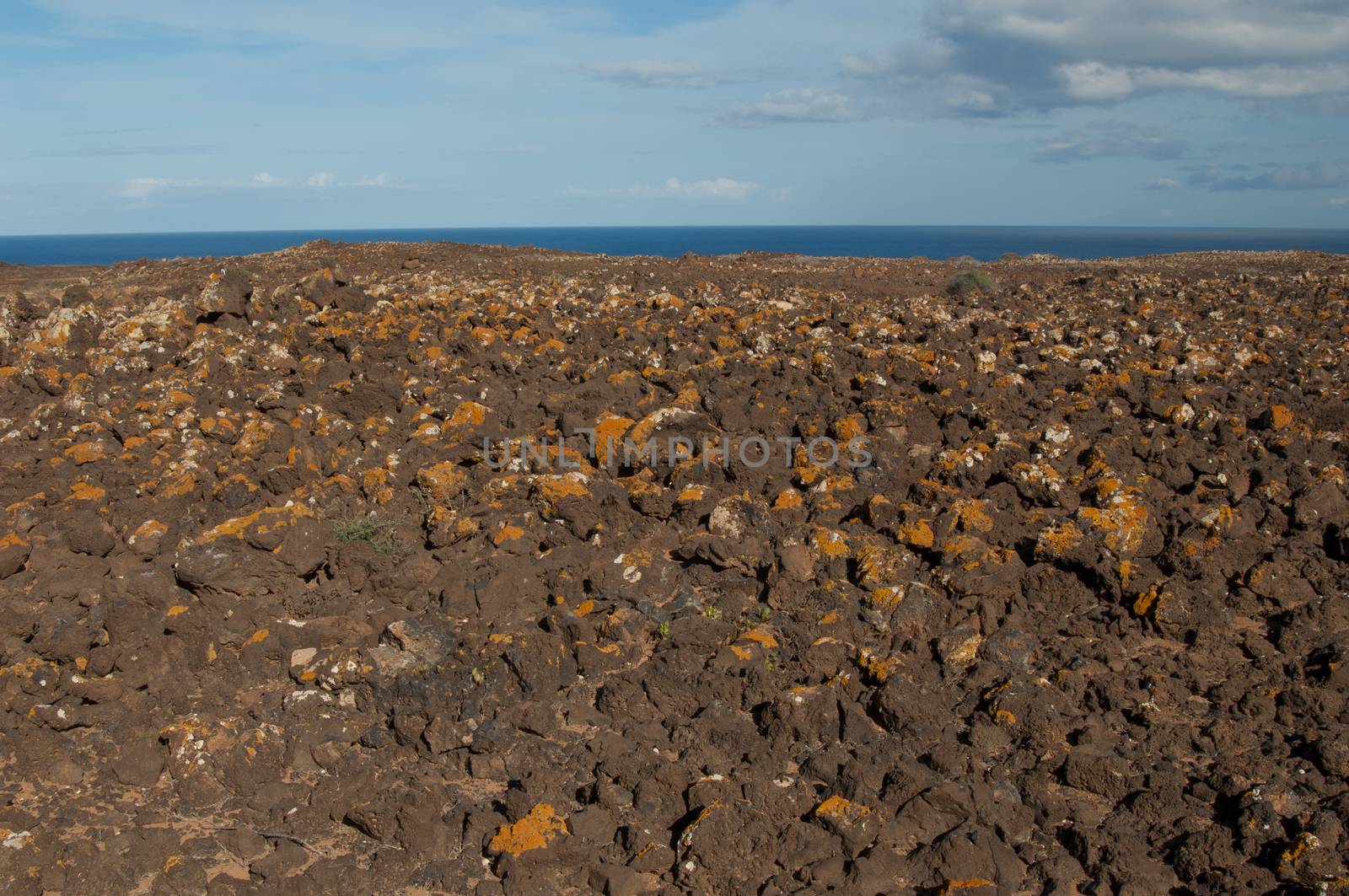Lava field covered by lichens. La Oliva. Fuerteventura. Canary Islands. Spain.