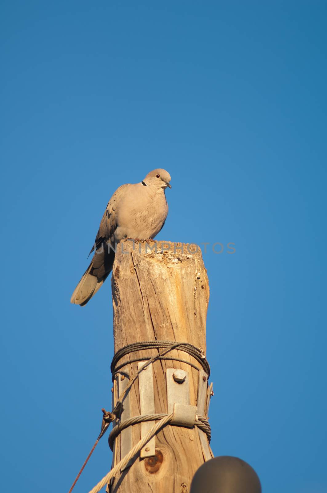 Eurasian collared dove (Streptopelia decaocto). Tuineje. Fuerteventura. Canary Islands. Spain.
