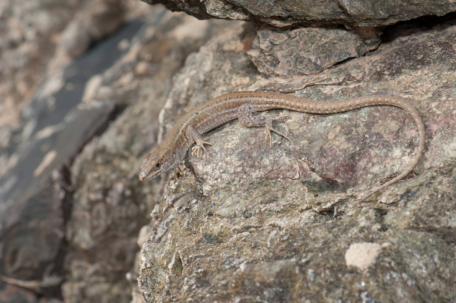 Atlantic lizard (Gallotia atlantica mahoratae). Female. Esquinzo ravine. La Oliva. Fuerteventura. Canary Islands. Spain.