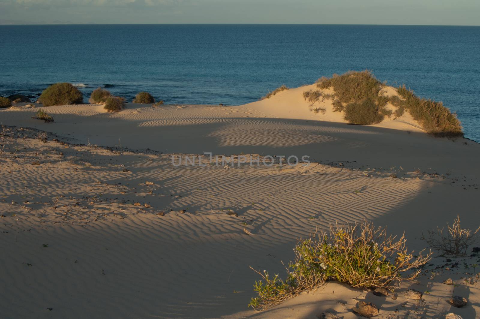 Corralejo dunes. La Oliva. Fuerteventura. Canary Islands. Spain.