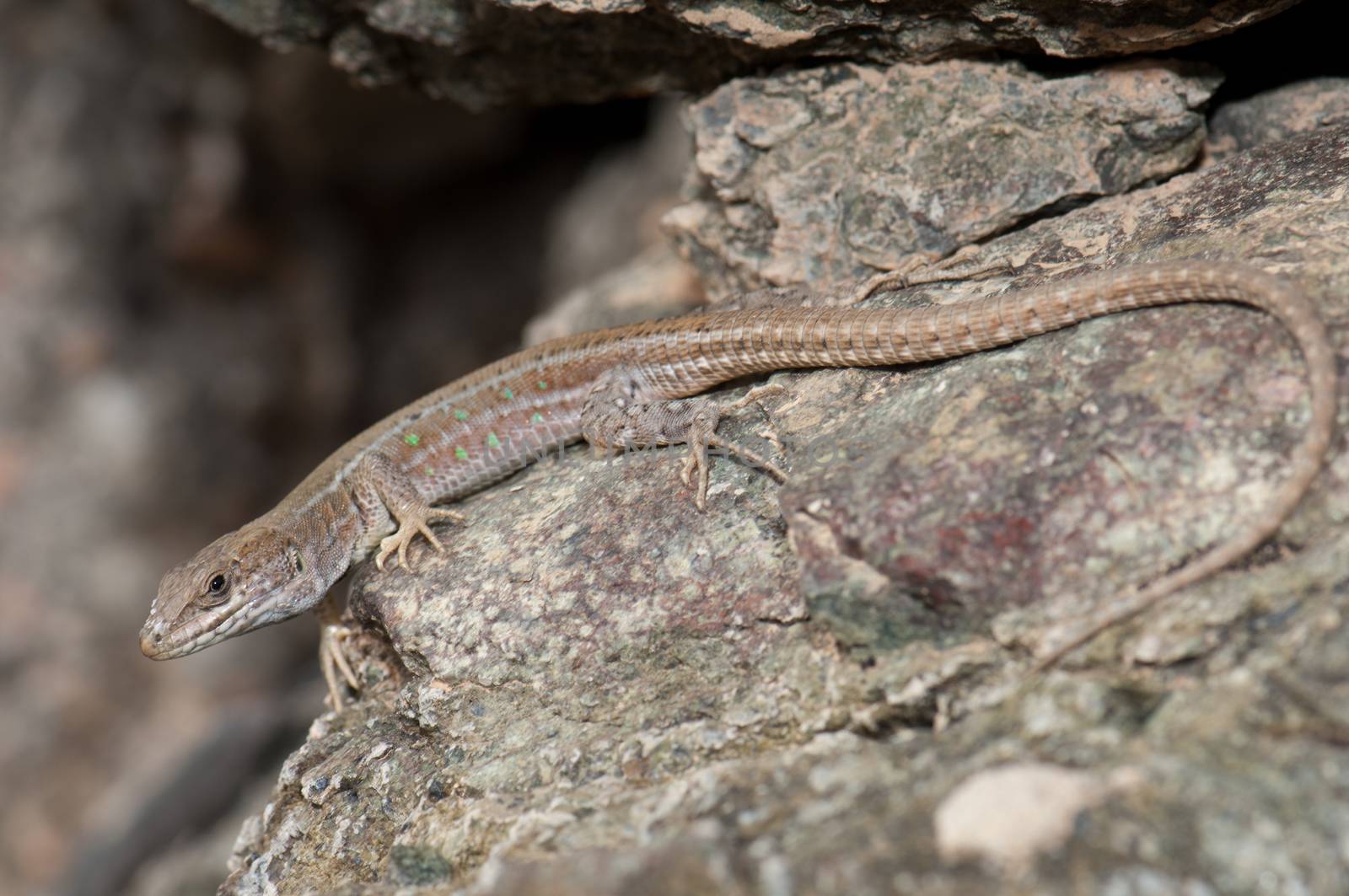 Atlantic lizard (Gallotia atlantica mahoratae). Female. Esquinzo ravine. La Oliva. Fuerteventura. Canary Islands. Spain.