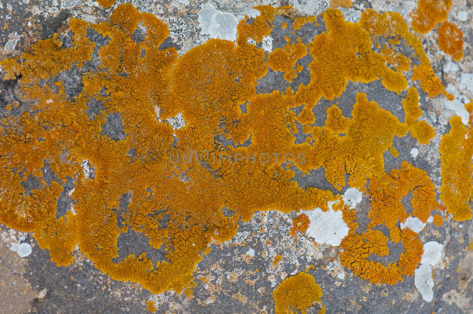 Lichens. Esquinzo ravine. La Oliva. Fuerteventura. Canary Islands. Spain.