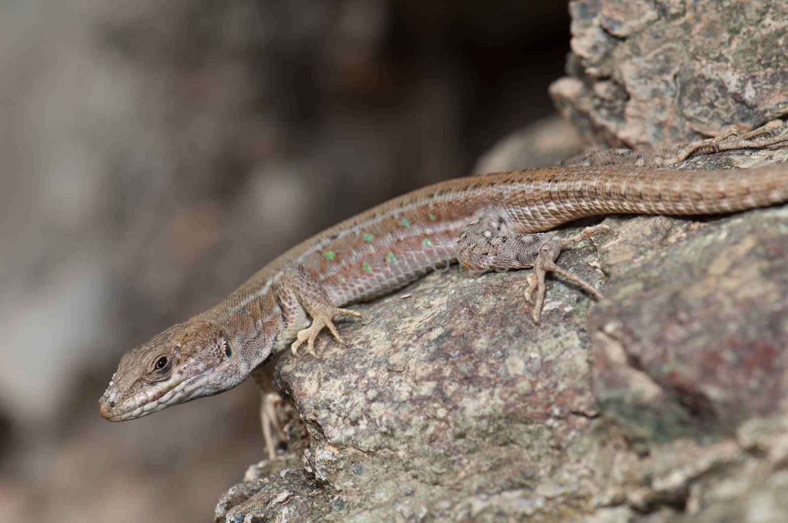 Atlantic lizard (Gallotia atlantica mahoratae). Female. Esquinzo ravine. La Oliva. Fuerteventura. Canary Islands. Spain.