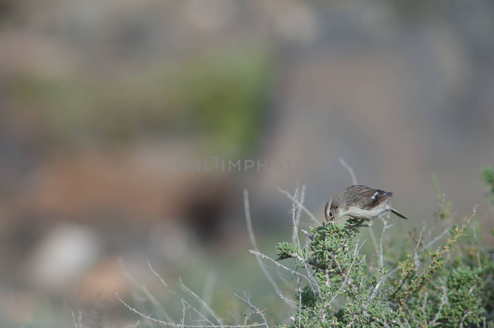 Canary Islands stonechat (Saxicola dacotiae). Female searching for food. Esquinzo ravine. La Oliva. Fuerteventura. Canary Islands. Spain.