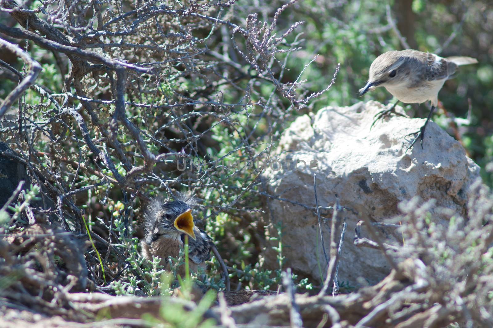Canary Islands stonechats (Saxicola dacotiae). Female with food to one of its chicks. Esquinzo ravine. La Oliva. Fuerteventura. Canary Islands. Spain.